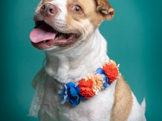 SafeHaven Humane Society Adoption