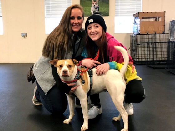 SafeHaven Humane Society Adoption