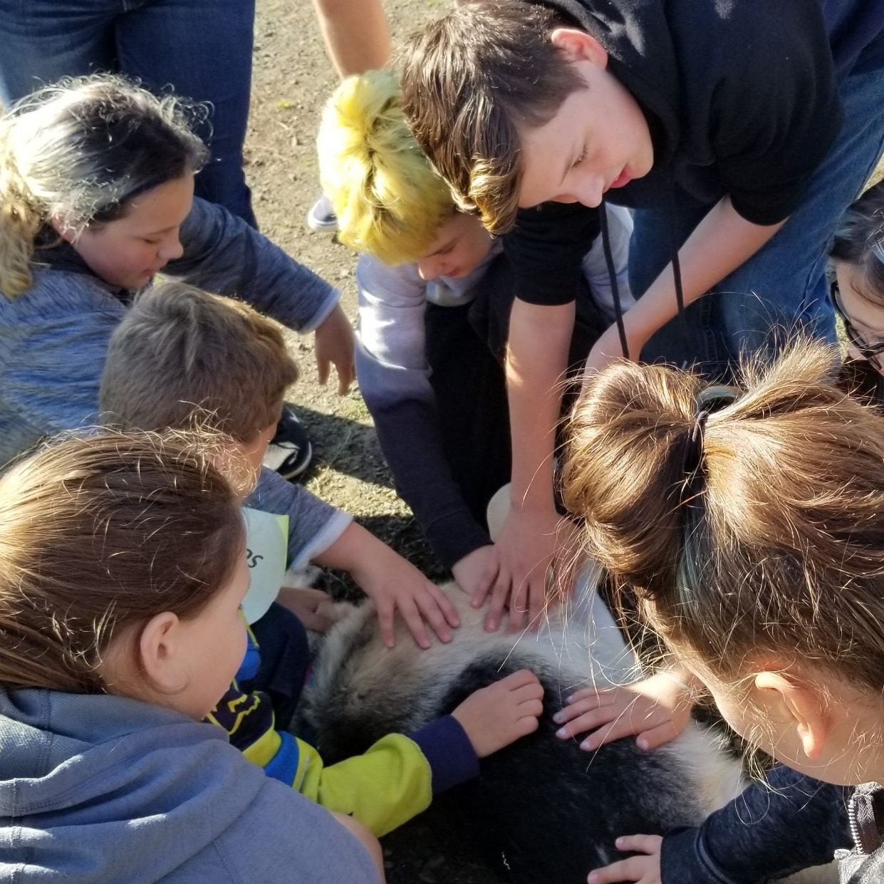 Volunteering SafeHaven Humane Society