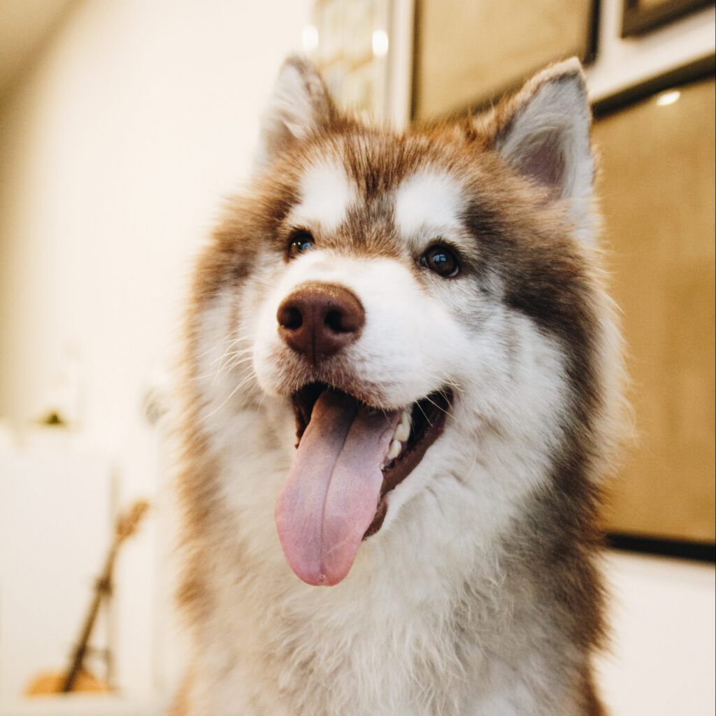 How to Adopt SafeHaven Humane Society