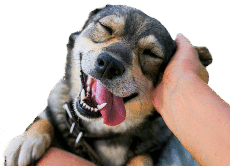SafeHaven Humane Society